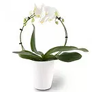 Germany flowers  -  Delicate Decor Flower Bouquet/Arrangement
