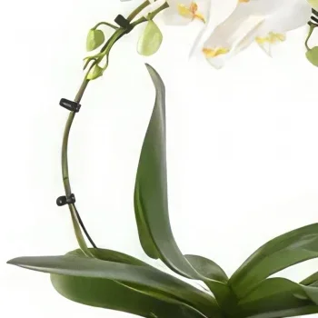ニュルンベルク 花- 繊細な装飾 花束/フラワーアレンジメント