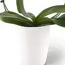 Germany flowers  -  Delicate Decor Flower Bouquet/Arrangement