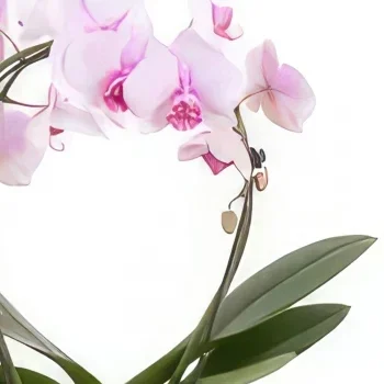 Nurnberg kwiaty- Delikatne Płatki Bukiet ikiebana