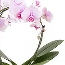 Berlin flowers  -  Delicate Petals Flower Bouquet/Arrangement