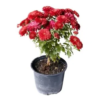 시칠리아 꽃- 빨간 국화 식물