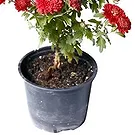 Vignone flowers  -  Red chrysanthemum plant. Flower Bouquet/Arrangement