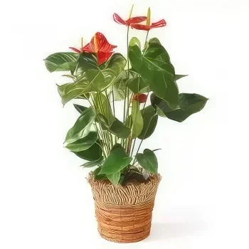 Tarbes цветя- Очистващо растение Артур Антуриумът Букет/договореност цвете
