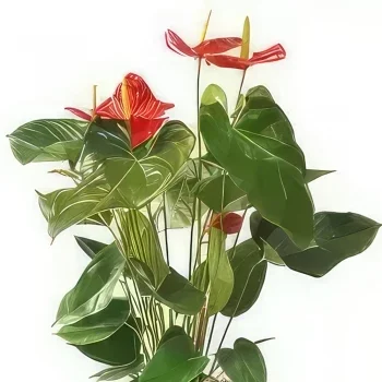 Tarbes цветя- Очистващо растение Артур Антуриумът Букет/договореност цвете