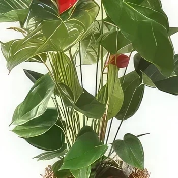 Pau bloemen bloemist- Vervuilende plant Arthur de Anthurium Boeket/bloemstuk