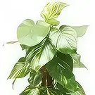fiorista fiori di Laval- Impianto disinquinante Athos il Pothos Bouquet floreale