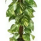 fiorista fiori di Laval- Impianto disinquinante Athos il Pothos Bouquet floreale