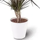 Berlin flowers  -  dragon plant Flower Bouquet/Arrangement