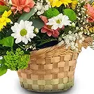 Cala Llonga flowers  -  Whimsical Daisy Assortment Flower Bouquet/Arrangement