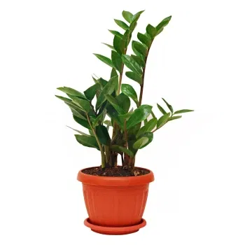 Italien blomster- Zamioculcas plante Blomst Levering