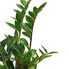 Vignone flowers  -  Zamioculcas Plant Flower Bouquet/Arrangement