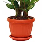 Vignone flowers  -  Zamioculcas Plant Flower Bouquet/Arrangement