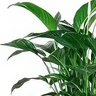 Spain flowers  -  Peace Lily Flower Bouquet/Arrangement