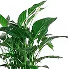 Spain flowers  -  Peace Lily Flower Bouquet/Arrangement