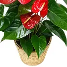 Greece flowers  -  Red Choice Flower Bouquet/Arrangement
