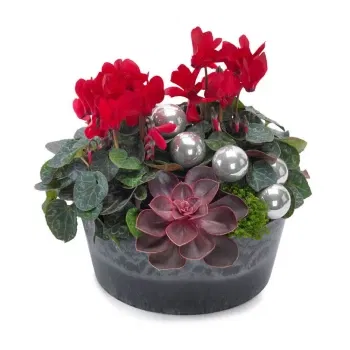 Νεάπολη λουλούδια- Χριστουγεννιάτικο μπολ με κόκκινο κυκλάμινο