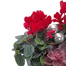 Vignone flowers  -  Christmas bowl of red cyclamen Flower Bouquet/Arrangement