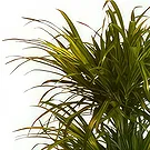 Belgium flowers  -  Elegant Dracaena  Flower Bouquet/Arrangement