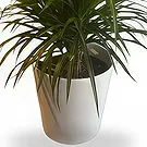 Belgium flowers  -  Elegant Dracaena  Flower Bouquet/Arrangement