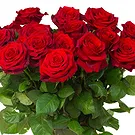 Oman flowers  -  12 Red Roses Flower Bouquet/Arrangement