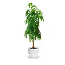 Vignone flowers  -  Money Tree Flower Bouquet/Arrangement