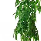 Vignone flowers  -  Money Tree Flower Bouquet/Arrangement