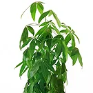 Vignone flowers  -  Money Tree Flower Bouquet/Arrangement