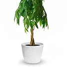 Vignone flowers  -  Money Tree Flower Bouquet/Arrangement