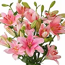Amsterdam-Zuidoost flowers  -  Sunrise Flower Bouquet/Arrangement