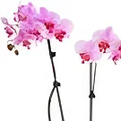 Greece flowers  -  Joy Flower Bouquet/Arrangement