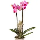 Smederevska Palanka flowers  -  Phalaenopsis Flower Bouquet/Arrangement