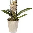 Smederevska Palanka flowers  -  Phalaenopsis Flower Bouquet/Arrangement