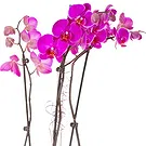 flores Vacoas/Phoenix floristeria -  Planta de orquídea morada Ramo de flores/arreglo floral