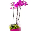 flores Vacoas/Phoenix floristeria -  Planta de orquídea morada Ramo de flores/arreglo floral