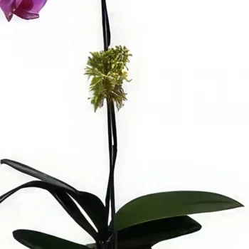 Braga-virágok- Tiszta lila Virágkötészeti csokor