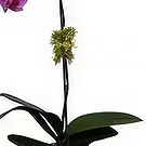 Al-Amrat blomster- Pure Purple Blomsterarrangementer bukett