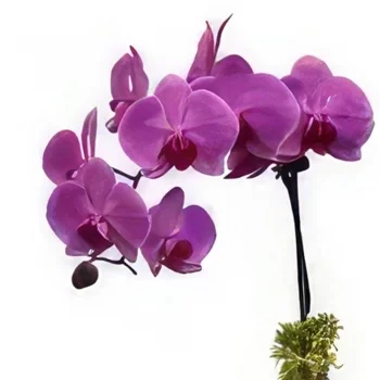 flores Leeds floristeria -  Púrpura puro Ramo de flores/arreglo floral