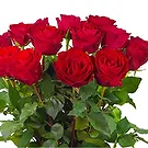 Colijnsplaat Blumen Florist- 15 rote Rosen | Erzeuger Bouquet/Blumenschmuck
