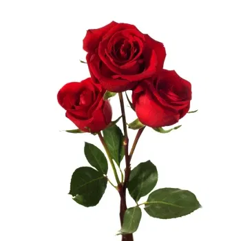بائع زهور فلورنسا- ثلاثية الورود الحمراء