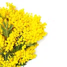 fiorista fiori di Firenze- Raffinato Bouquet di Mimose Bouquet floreale