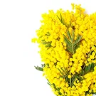 fiorista fiori di Firenze- Raffinato Bouquet di Mimose Bouquet floreale