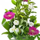 Cala Llonga flowers  -  Winter's Grace Display Flower Bouquet/Arrangement