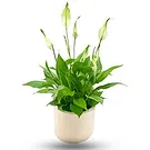 Riversdale flowers  -  Spatiphyllum plant Flower Bouquet/Arrangement