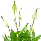 Riversdale flowers  -  Spatiphyllum plant Flower Bouquet/Arrangement
