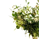 Denmark flowers  -  All White Flower Bouquet/Arrangement