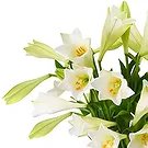 Maastricht Blumen Florist- Lilien - Weiße Himmelslilien Bouquet/Blumenschmuck