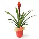 fiorista fiori di Laval- Pianta esotica Akira il Billbergia Bouquet floreale