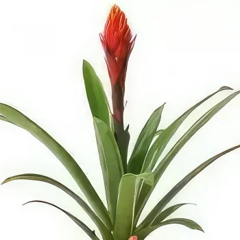 ナント 花- エキゾチックな植物ツツアナナスアキラ 花束/フラワーアレンジメント
