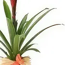 fiorista fiori di Laval- Pianta esotica Akira il Billbergia Bouquet floreale